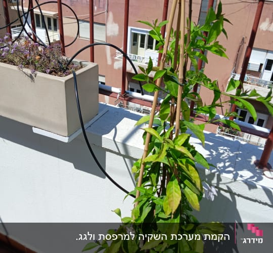 עציץ עם צמח מטפס ומקלות תמיכה במרפסת